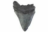 Bargain, Fossil Megalodon Tooth - South Carolina #374947-1